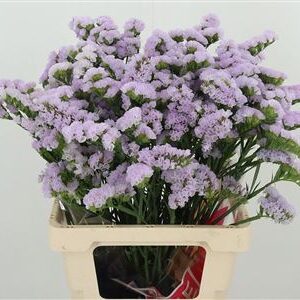 Limonium S Tessa Lavender 60 cm