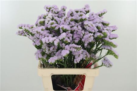 Limonium S Tessa Lavender 60 cm Limonium S Tessa Lavender 60 cm – produkt Uviažto