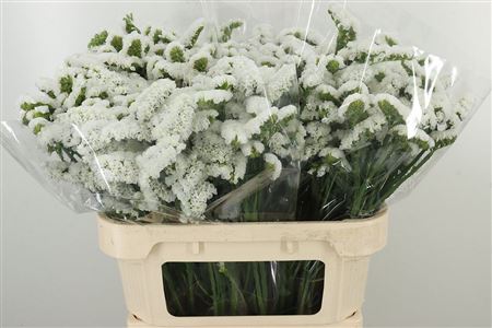 Limonium S Harmony Wings 70 cm Limonium S Harmony Wings 70 cm – produkt Uviažto