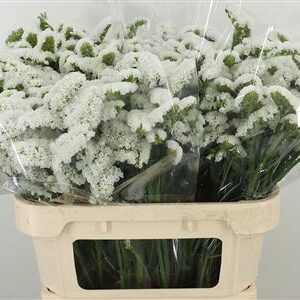 Limonium S Harmony Wings 60 cm – produkt Uviažto