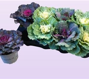 Brassica Mix – produkt Uviažto