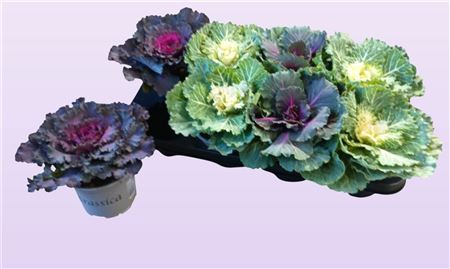 Brassica Mix Brassica Mix – produkt Uviažto