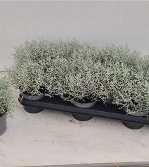 Calocephalus Brownii – produkt Uviažto
