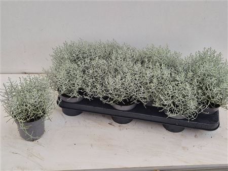 Calocephalus Brownii Calocephalus Brownii – produkt Uviažto