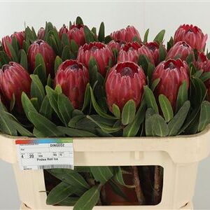 Protea Red Ice 70 cm – produkt Uviažto