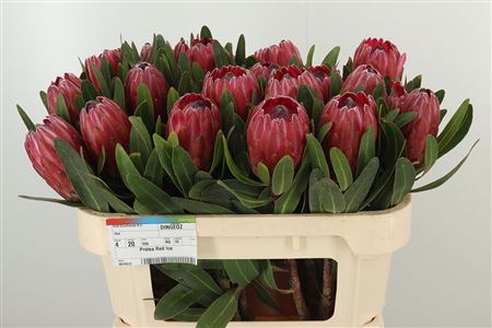 Protea Red Ice 70 cm – produkt Uviažto