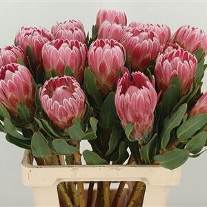 Protea Carnival 60 cm – produkt Uviažto