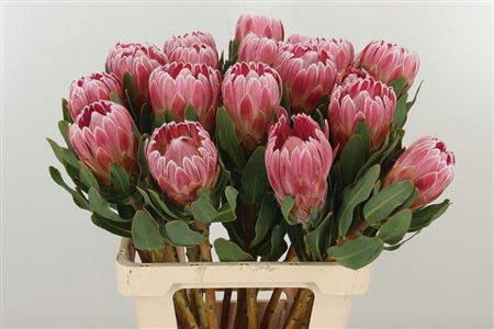 Protea Carnival 60 cm Protea Carnival 60 cm – produkt Uviažto