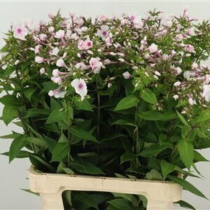 Phlox Miss Holland 70 cm – produkt Uviažto