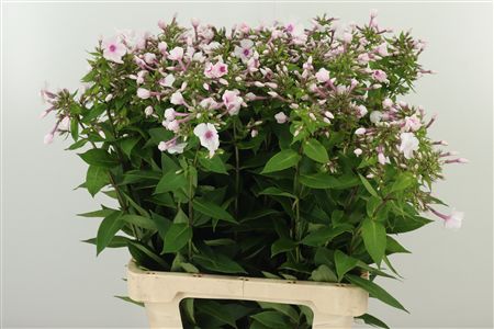 Phlox Miss Holland 70 cm Phlox Miss Holland 70 cm – produkt Uviažto