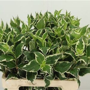 Weigela Mag Sunshine 60 cm – produkt Uviažto