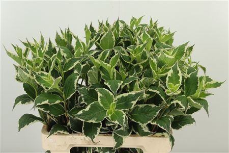 Weigela Mag Sunshine 60 cm Weigela Mag Sunshine 60 cm – produkt Uviažto
