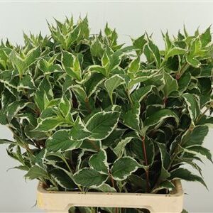 Weigela Mag Sunshine 70 cm – produkt Uviažto