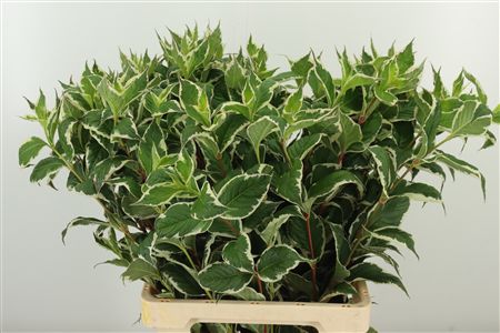 Weigela Mag Sunshine 70 cm Weigela Mag Sunshine 70 cm – produkt Uviažto