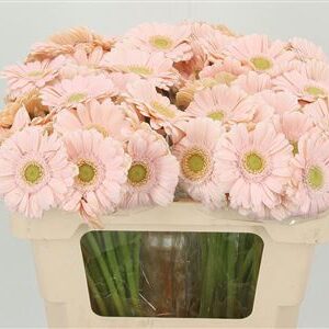 Gerbera Alix Noor 50 cm – produkt Uviažto