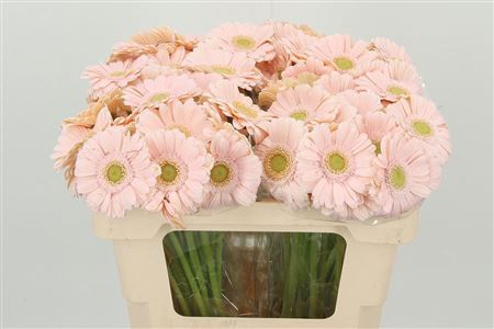 Gerbera Alix Noor 50 cm Gerbera Alix Noor 50 cm – produkt Uviažto