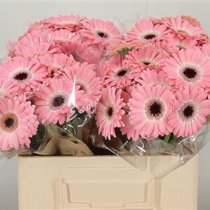 Gerbera Dixon 50 cm – produkt Uviažto