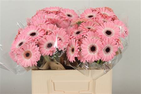 Gerbera Dixon 50 cm Gerbera Dixon 50 cm – produkt Uviažto