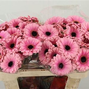 Gerbera Esmee 50 cm – produkt Uviažto