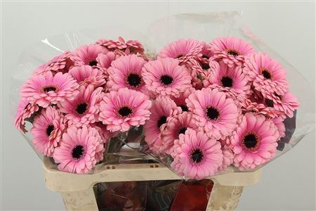 Gerbera Esmee 50 cm Gerbera Esmee 50 cm – produkt Uviažto