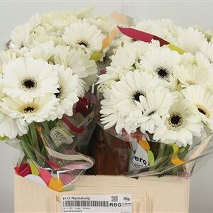 Gerbera Lido 50 cm – produkt Uviažto
