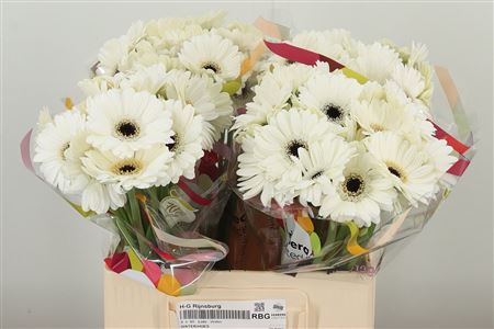 Gerbera Lido 50 cm Gerbera Lido 50 cm – produkt Uviažto