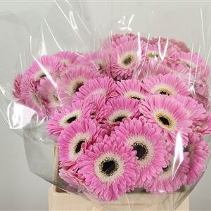 Gerbera Tahiti 50 cm – produkt Uviažto