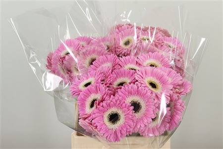 Gerbera Tahiti 50 cm Gerbera Tahiti 50 cm – produkt Uviažto