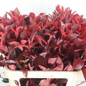 Photinia Red Robin 80 cm – produkt Uviažto