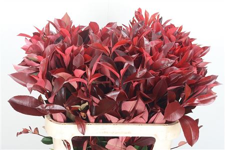 Photinia Red Robin 80 cm Photinia Red Robin 80 cm – produkt Uviažto