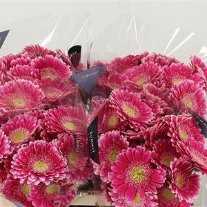 Gerbera Wonderwall 50 cm – produkt Uviažto