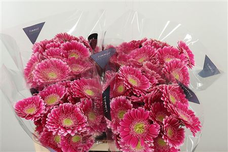Gerbera Wonderwall 50 cm – produkt Uviažto