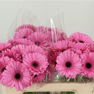 Gerbera Talent 50 cm – produkt Uviažto