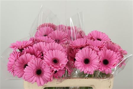 Gerbera Talent 50 cm – produkt Uviažto