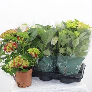 Hortenzia Mophead Mix 7+ – produkt Uviažto
