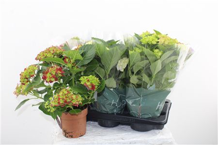 Hortenzia Mophead Mix 7+ Hortenzia Mophead Mix 7+ – produkt Uviažto