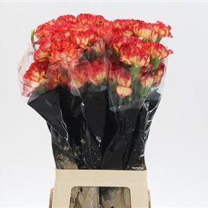 Dianthus Zenit 65 cm – produkt Uviažto