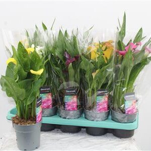Zantedeschia Mix – produkt Uviažto