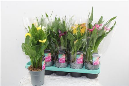 Zantedeschia Mix – produkt Uviažto