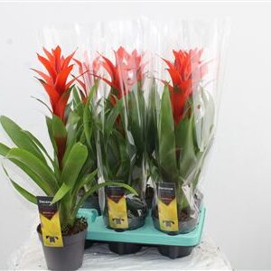 Guzmania Ostara – produkt Uviažto