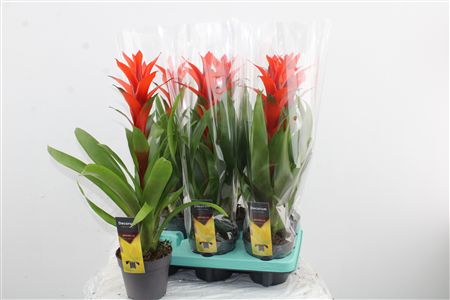Guzmania Ostara Guzmania Ostara – produkt Uviažto