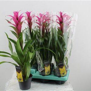 Guzmania Freya – produkt Uviažto