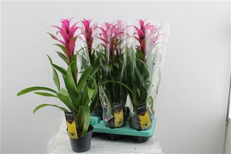 Guzmania Freya – produkt Uviažto