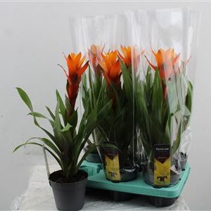 Guzmania Variada – produkt Uviažto