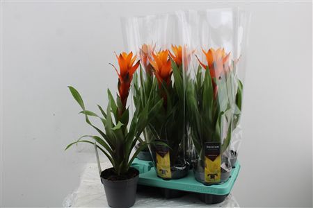 Guzmania Variada – produkt Uviažto