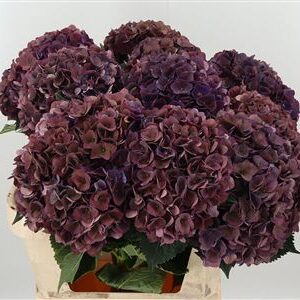 Hortenzia Mon Amour 80 cm – produkt Uviažto