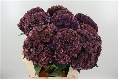 Hortenzia Mon Amour 80 cm Hortenzia Mon Amour 80 cm – produkt Uviažto