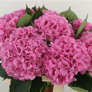 Hortenzia Elbtal Pink 65 cm – produkt Uviažto