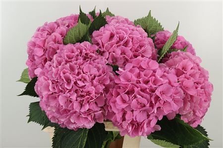 Hortenzia Elbtal Pink 65 cm Hortenzia Elbtal Pink 65 cm – produkt Uviažto