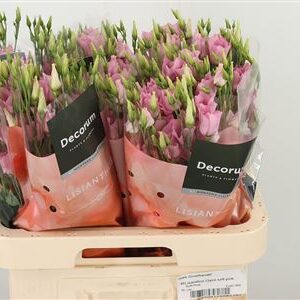 Eustoma Claire Pale Pink 70 cm – produkt Uviažto